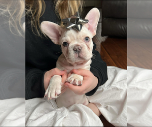 French Bulldog Litter for sale in CAVE CREEK, AZ, USA