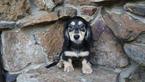Small Photo #1 Dachshund Puppy For Sale in WARRIOR, AL, USA