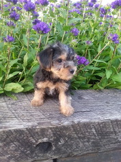 Yorkshire Terrier Litter for sale in SUGARCREEK, OH, USA