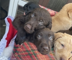 Doodle-Labradoodle Mix Litter for sale in FORT MYERS, FL, USA