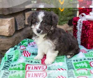 Aussiedoodle Miniature  Litter for sale in MINERVA, OH, USA