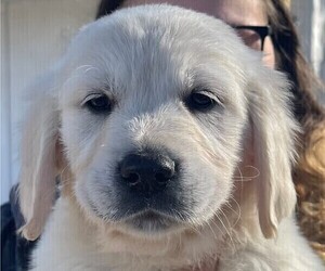 Golden Retriever Puppies For Sale Near Greeneville Tennessee Usa Page 1 10 Per Page Puppyfinder Com