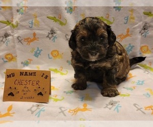 Maltipoo Litter for sale in BROOKFIELD, MO, USA