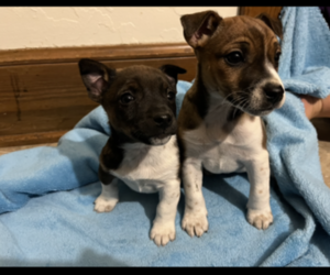 Jack-Rat Terrier Litter for sale in KALONA, IA, USA