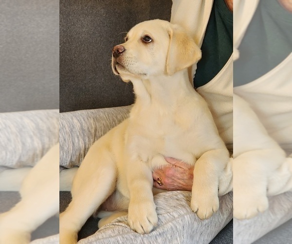 Medium Photo #1 Labrador Retriever Puppy For Sale in LACEY, WA, USA