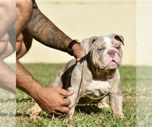 English Bulldog Litter for sale in TAMPA, FL, USA