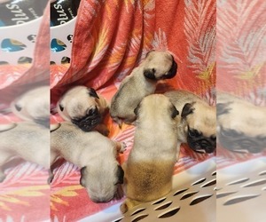 Pug Litter for sale in WHITTIER, NC, USA