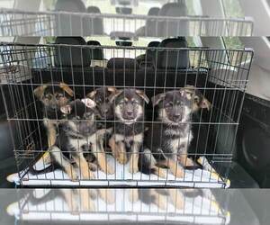German Shepherd Dog-Siberian Husky Mix Litter for sale in BATTLE GROUND, WA, USA