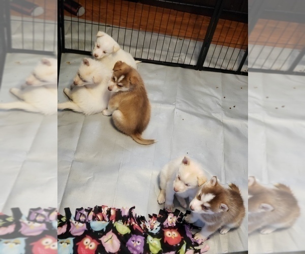 Medium Photo #1 Alaskan Husky-Australian Cattle Dog Mix Puppy For Sale in PEKIN, IL, USA