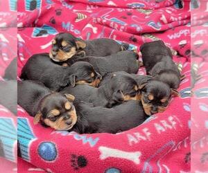 Beagle-Yorkshire Terrier Mix Litter for sale in BERESFORD, SD, USA