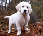 Small Golden Retriever