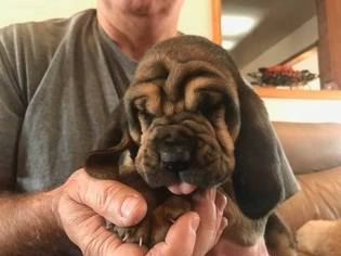 Bloodhound Litter for sale in LEBANON, MO, USA
