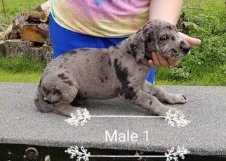 Great Dane Litter for sale in BRODHEAD, KY, USA