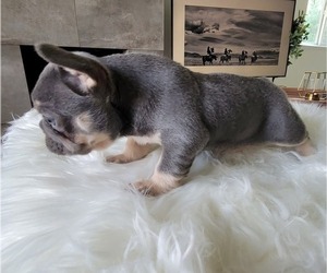 Medium French Bulldog