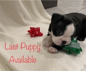 Boston Terrier Litter for sale in MCKINNEY, TX, USA