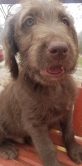Labradoodle-Poodle (Standard) Mix Litter for sale in ALTON, MO, USA