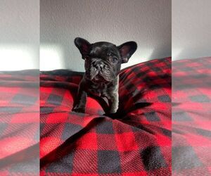French Bulldog Litter for sale in VANCOUVER, WA, USA
