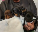 Small Photo #1 Dachshund Puppy For Sale in TIGERTON, WI, USA