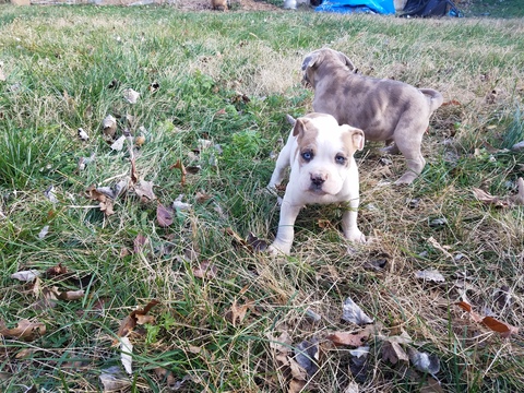 Medium Photo #1 Catahoula Bulldog Puppy For Sale in NEW CASTLE, DE, USA