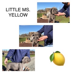 Cane Corso Litter for sale in EAGLE POINT, OR, USA