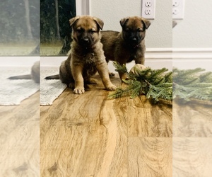 Malinois Litter for sale in CORONA, CA, USA