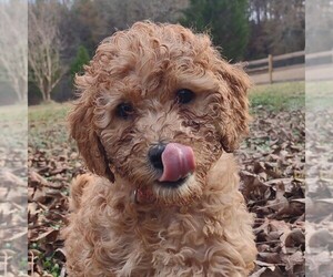 Goldendoodle Litter for sale in PAULINE, SC, USA