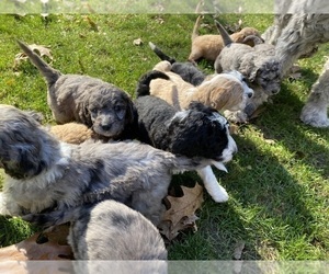 Aussiedoodle Litter for sale in COMMERCE, MI, USA