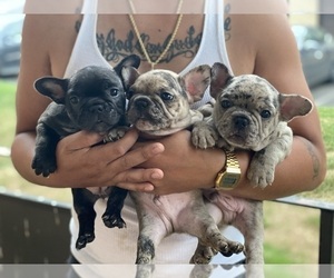 French Bulldog Litter for sale in PARLIN, NJ, USA