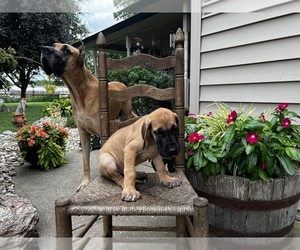 Great Dane Litter for sale in DRY RIDGE, KY, USA