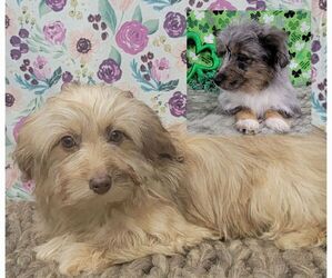 Aussiedoodle Miniature Litter for sale in BLAKESBURG, IA, USA