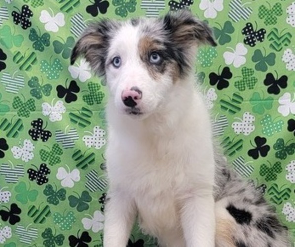Medium Photo #1 Border Collie Puppy For Sale in BLAKESBURG, IA, USA