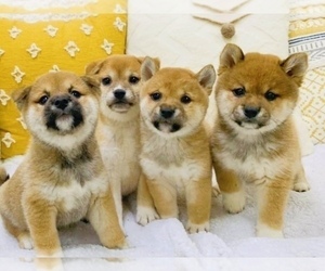 Shiba Inu Litter for sale in FREMONT, CA, USA