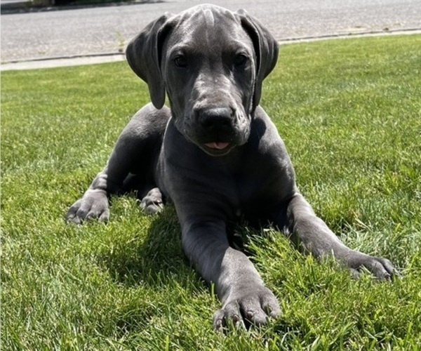 Medium Photo #1 Great Dane Puppy For Sale in IDAHO FALLS, ID, USA