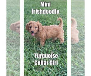 Irish Doodle Litter for sale in GROVETON, TX, USA
