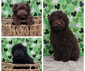 Goldendoodle (Miniature) Litter for sale in BLAKESBURG, IA, USA