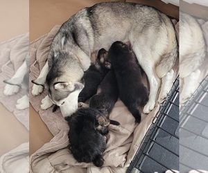 Alaskan Husky-German Shepherd Dog Mix Litter for sale in INGLESIDE, TX, USA