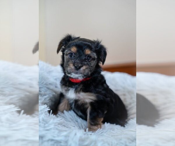 Medium Photo #1 Chorkie Puppy For Sale in TAUNTON, MA, USA