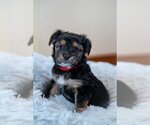 Small Photo #1 Chorkie Puppy For Sale in TAUNTON, MA, USA