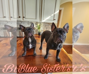 French Bulldog Litter for sale in MANSFIELD, TX, USA