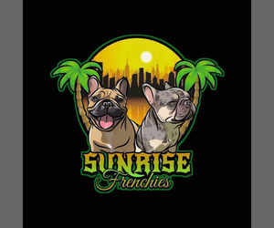 French Bulldog Litter for sale in SUNRISE, FL, USA
