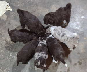 Aussiedoodle Miniature  Litter for sale in WEST PLAINS, MO, USA