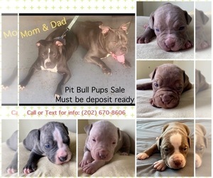 American Pit Bull Terrier Litter for sale in LANHAM, MD, USA