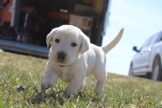 Labrador Retriever Litter for sale in STANTON, IA, USA