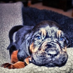Bloodhound Litter for sale in GADSDEN, AL, USA