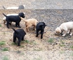 Small Labrador Retriever