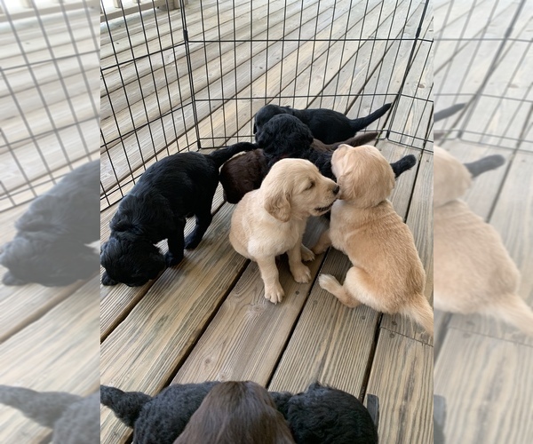 Medium Photo #1 Goldendoodle Puppy For Sale in DARIEN, GA, USA