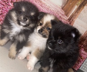 Pomeranian Litter for sale in JAMAICA, NY, USA