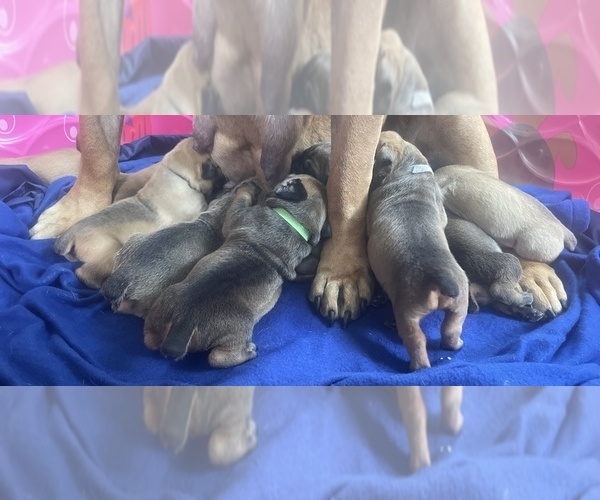 Medium Photo #1 Boerboel Puppy For Sale in OMAHA, NE, USA