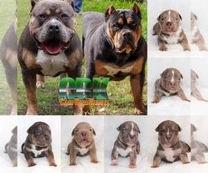 American Bully Litter for sale in JOHNS ISLAND, SC, USA