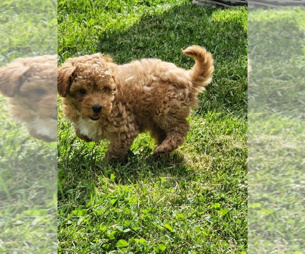 Medium Photo #1 Poodle (Toy) Puppy For Sale in BROCTON, NY, USA